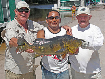 2999_FishQuest_Orinoco Peacock_Cichla orinocensis.jpg